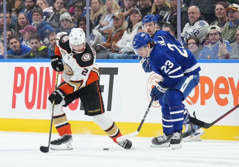 Feb 17, 2024; Toronto, Ontario, CAN; Toronto Maple Leafs left wing Matthew Knies (23) battles for the puck with Anaheim Ducks center Isac Lundestrom (21) during the third period at Scotiabank Arena. Mandatory Credit: Nick Turchiaro-USA TODAY Sports