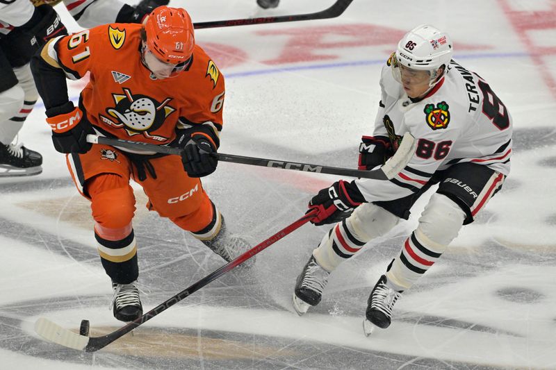 Nov 3, 2024; Anaheim, California, USA;  Anaheim Ducks left wing Cutter Gauthier (61) and Chicago Blackhawks center Teuvo Teravainen (86) go for the puck in the first period at Honda Center. Mandatory Credit: Jayne Kamin-Oncea-Imagn Images