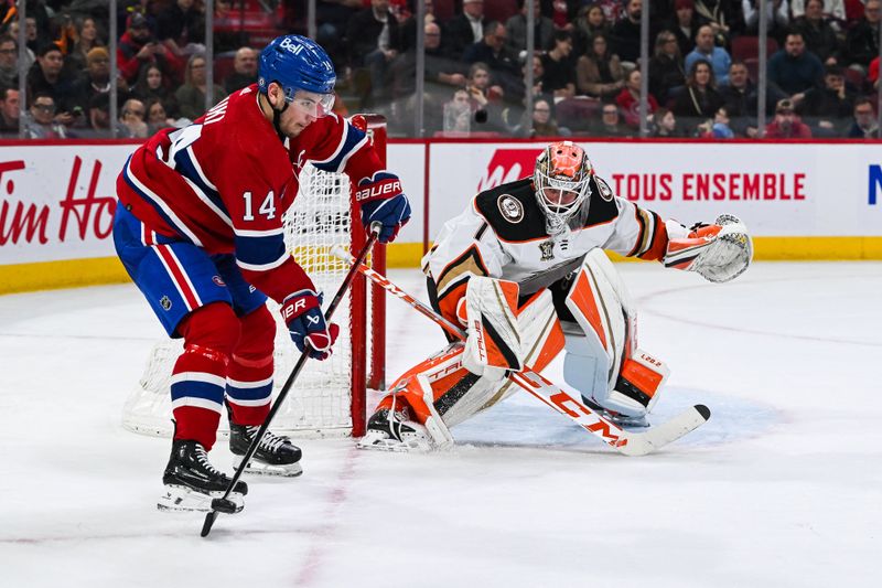 Feb 13, 2024; Montreal, Quebec, CAN; Montreal Canadiens center Nick Suzuki (14) receives a pass beside Anaheim Ducks goalie Lukas Dostal (1) during the second period at Bell Centre. Mandatory Credit: David Kirouac-USA TODAY Sports