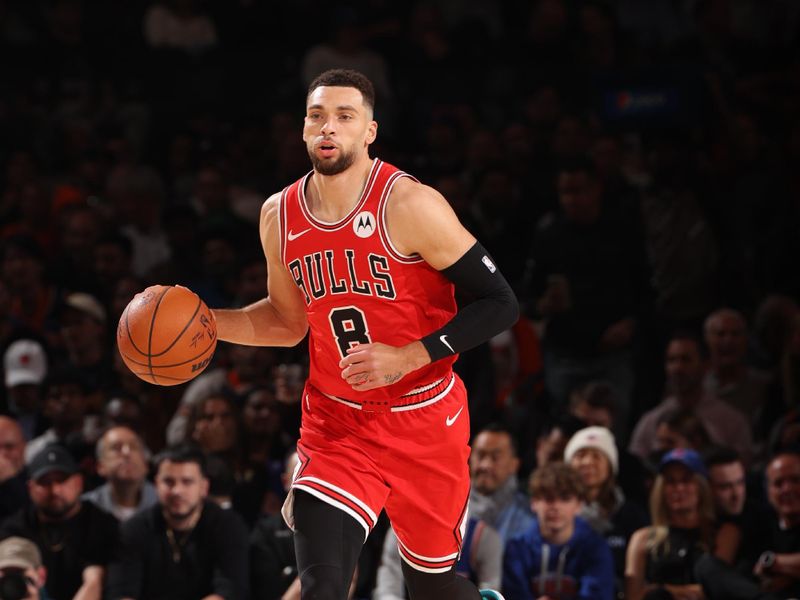 NEW YORK, NY - NOVEMBER 13: Zach LaVine #8 of the Chicago Bulls dribbles the ball during the game against the New York Knicks on November 13, 2024 at Madison Square Garden in New York City, New York.  NOTE TO USER: User expressly acknowledges and agrees that, by downloading and or using this photograph, User is consenting to the terms and conditions of the Getty Images License Agreement. Mandatory Copyright Notice: Copyright 2024 NBAE  (Photo by Joe Murphy/NBAE via Getty Images)