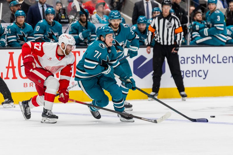 Nov 18, 2024; San Jose, California, USA; San Jose Sharks center Macklin Celebrini (71) fights for the puck during the second period against the Detroit Red Wings at SAP Center at San Jose. Mandatory Credit: Bob Kupbens-Imagn Images