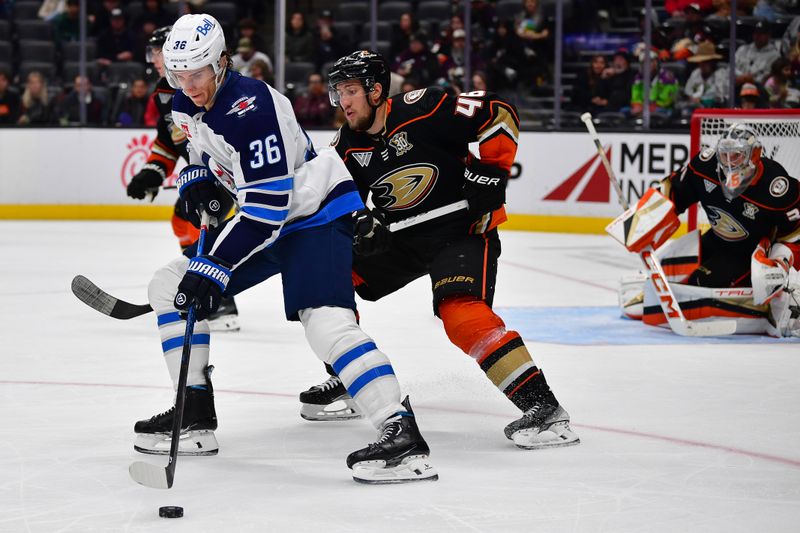 Jan 5, 2024; Anaheim, California, USA; Winnipeg Jets center Morgan Barron (36) moves the puck ahead of Anaheim Ducks defenseman Ilya Lyubushkin (46) during the third period at Honda Center. Mandatory Credit: Gary A. Vasquez-USA TODAY Sports