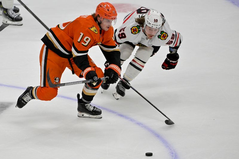 Nov 3, 2024; Anaheim, California, USA;  Chicago Blackhawks left wing Tyler Bertuzzi (59) defends Anaheim Ducks right wing Troy Terry (19) in the third period at Honda Center. Mandatory Credit: Jayne Kamin-Oncea-Imagn Images