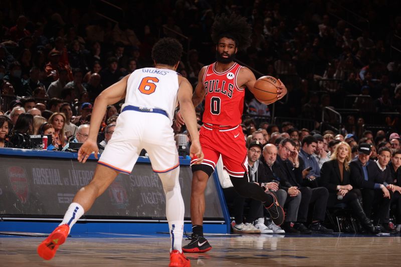 NEW YORK, NY - JANUARY 3: Coby White #0 of the Chicago Bulls brings the ball up court against the New York Knicks on January 3, 2024 at Madison Square Garden in New York City, New York.  NOTE TO USER: User expressly acknowledges and agrees that, by downloading and or using this photograph, User is consenting to the terms and conditions of the Getty Images License Agreement. Mandatory Copyright Notice: Copyright 2024 NBAE  (Photo by Nathaniel S. Butler/NBAE via Getty Images)