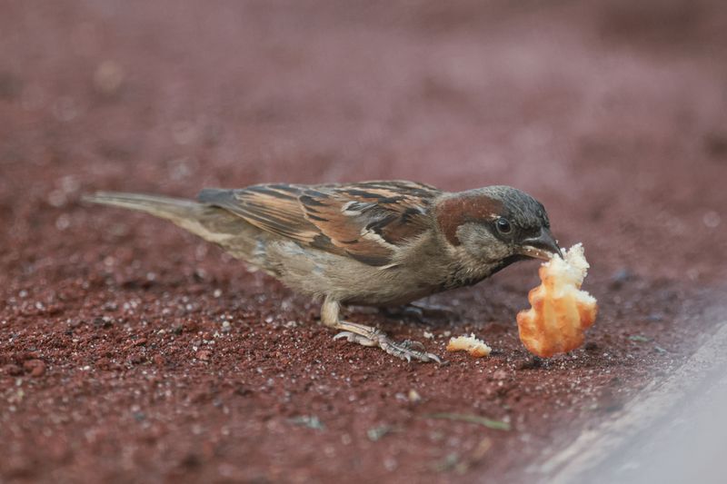 Jun 6, 2024; Bronx, New York, USA; A house sparrow eats a french fry during the fifth inning of the MLB game between the New York Yankees and the Minnesota Twins at Yankee Stadium. Mandatory Credit: Vincent Carchietta-USA TODAY Sports