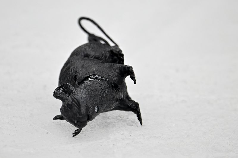 Mar 12, 2024; Dallas, Texas, USA; A view of a plastic rat thrown on the ice by the Florida Panthers fans after the Panthers defeat the Dallas Stars at the American Airlines Center. Mandatory Credit: Jerome Miron-USA TODAY Sports