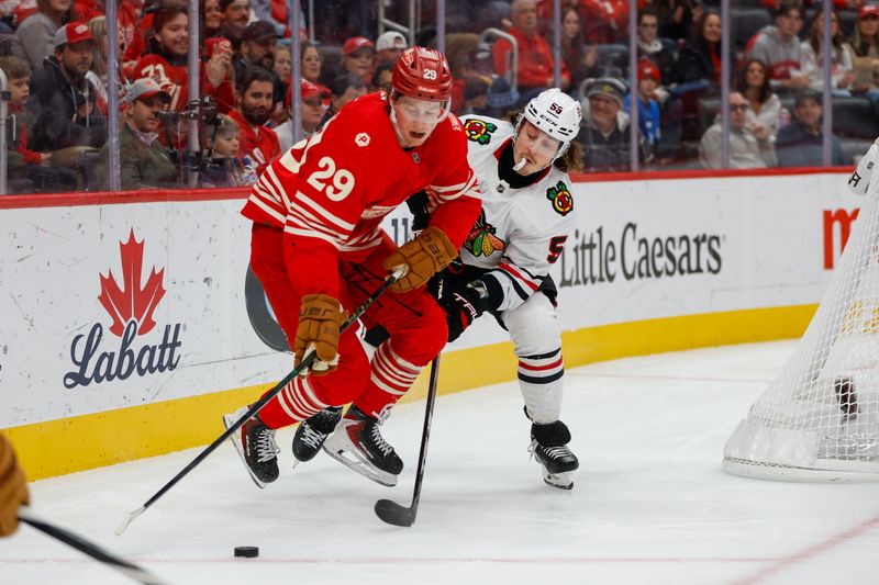 Nov 9, 2025; Detroit, Michigan, USA; Detroit Red Wings center Nate Danielson (29) fights for control of the puck with Chicago Blackhawks defenseman Artyom Levshunov (55) during the first period at Little Caesars Arena. Mandatory Credit: Brian Bradshaw Sevald-Imagn Images