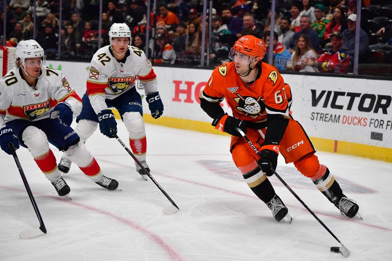 Jan 21, 2025; Anaheim, California, USA; Anaheim Ducks left wing Cutter Gauthier (61) moves the puck against Florida Panthers center Jesper Boqvist (70) and defenseman Gustav Forsling (42) during the second period at Honda Center. Mandatory Credit: Gary A. Vasquez-Imagn Images