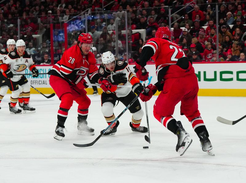 Jan 11, 2024; Raleigh, North Carolina, USA; Carolina Hurricanes left wing Brendan Lemieux (28) Anaheim Ducks right wing Troy Terry (19) is checks off the puck during the second period at PNC Arena. Mandatory Credit: James Guillory-USA TODAY Sports