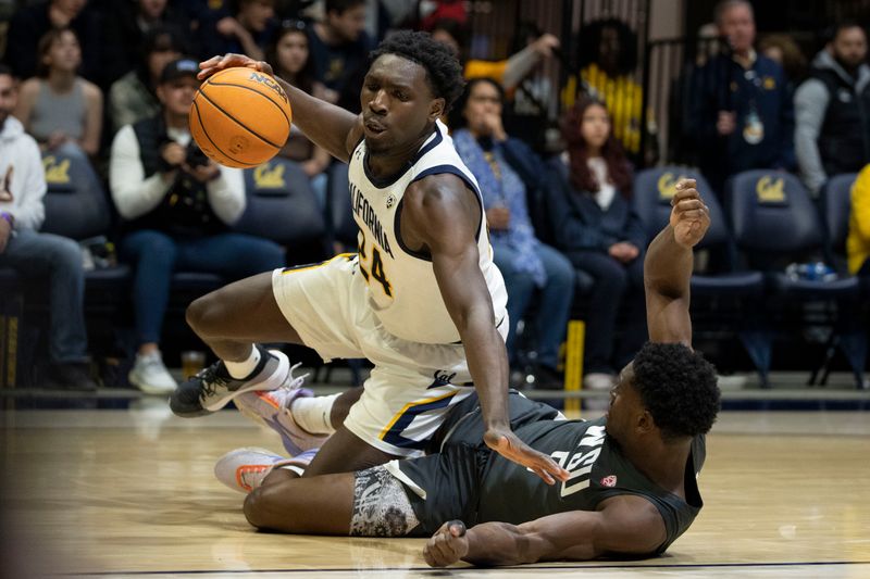 Cougars Clash with Golden Bears at Beasley Coliseum