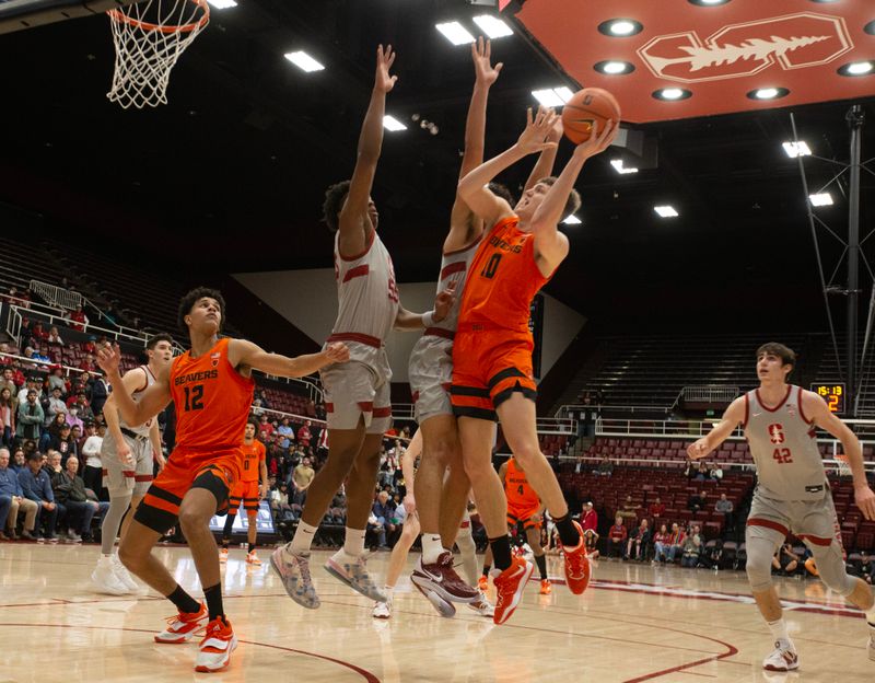 Jan 19, 2023; Stanford, California, USA; Oregon State Beavers forward Tyler Bilodeau (10) puts up a shot against the Stanford Cardinal during the first half at Maples Pavilion. Mandatory Credit: D. Ross Cameron-USA TODAY Sports