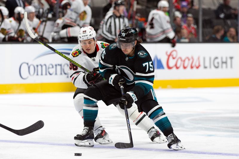 Oct 31, 2024; San Jose, California, USA; Chicago Blackhawks center Connor Bedard (98) and San Jose Sharks left winger Daniel Gushchin (75) battle for the puck during the first period at SAP Center at San Jose. Mandatory Credit: D. Ross Cameron-Imagn Images