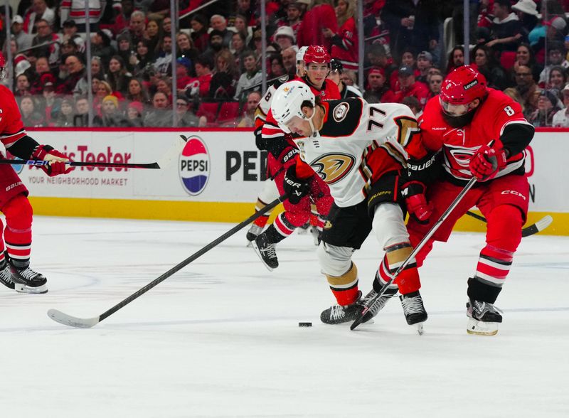 Jan 11, 2024; Raleigh, North Carolina, USA; Anaheim Ducks right wing Frank Vatrano (77) tries to control the puck against Carolina Hurricanes defenseman Brent Burns (8) during the second period t PNC Arena. Mandatory Credit: James Guillory-USA TODAY Sports