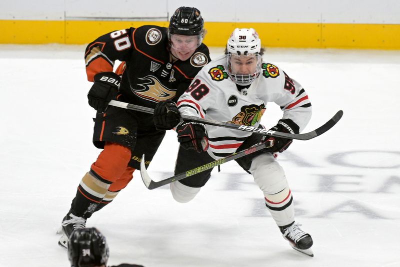 Mar 21, 2024; Anaheim, California, USA;  Anaheim Ducks defenseman Jackson LaCombe (60) and Chicago Blackhawks center Connor Bedard (98) battle for the puck in the second period at Honda Center. Mandatory Credit: Jayne Kamin-Oncea-USA TODAY Sports