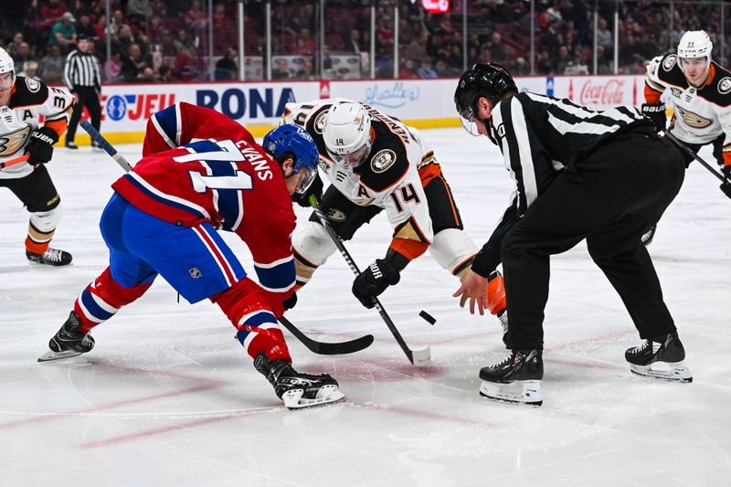 Feb 13, 2024; Montreal, Quebec, CAN; NHL linesman Jonathan Deschamps (80) drops the puck at face-off between Montreal Canadiens center Jake Evans (71) and Anaheim Ducks center Adam Henrique (14) during the first period at Bell Centre. Mandatory Credit: David Kirouac-USA TODAY Sports