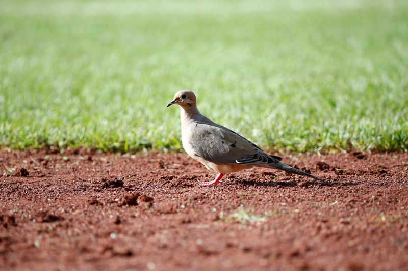 Sep 10, 2023; Washington, District of Columbia, USA; A bird walks on the field at Nationals Park during the eight inning between the Los Angeles Dodgers and the Washington Nationals. Mandatory Credit: Amber Searls-USA TODAY Sports