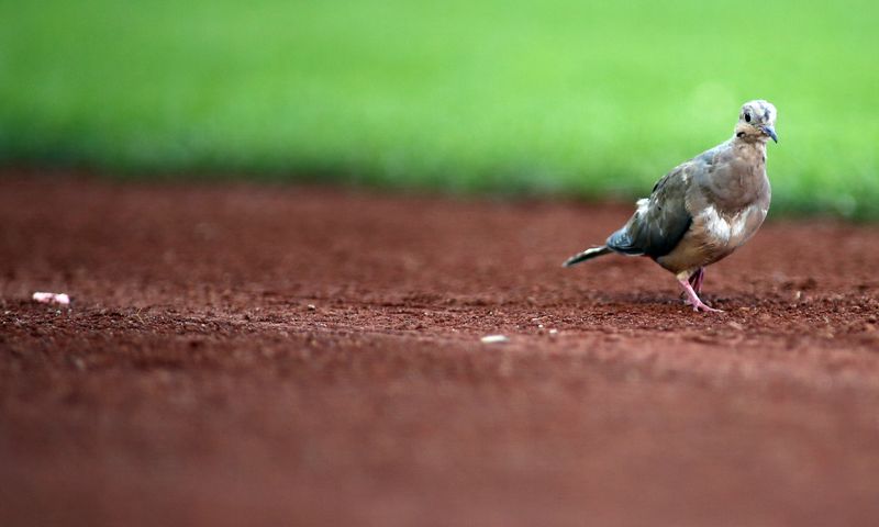 Sep 14, 2024; Washington, District of Columbia, USA; A dove walks near the Washington Nationals bench during the eighth inning of a baseball game against the Miami Marlins, at Nationals Park. Mandatory Credit: Daniel Kucin Jr.-Imagn Images