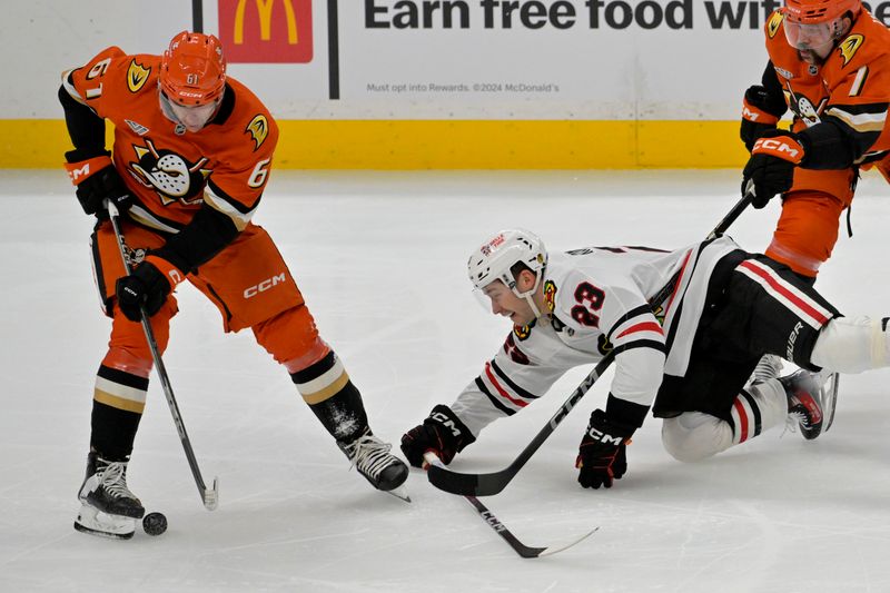 Nov 3, 2024; Anaheim, California, USA;  Anaheim Ducks left wing Cutter Gauthier (61) and Chicago Blackhawks center Philipp Kurashev (23) go for the puck in the second period at Honda Center. Mandatory Credit: Jayne Kamin-Oncea-Imagn Images